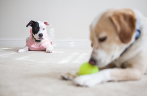 hund-eifersuechtig-spielzeug