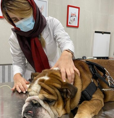 hund-erbricht-behandlung