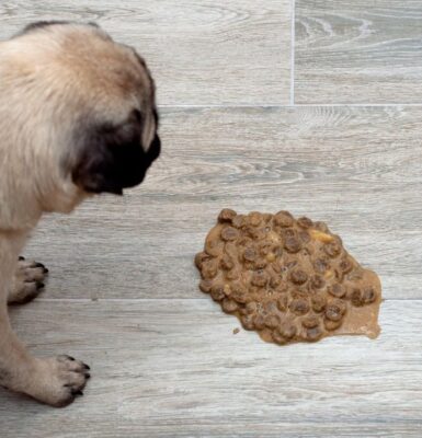 hund-erbricht-futter