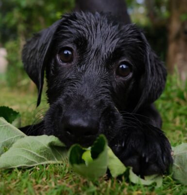 hund-erbricht-ursachen