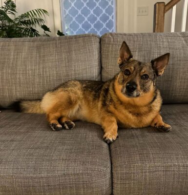 hund-kalte-ohren