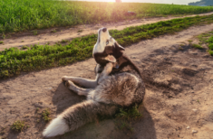 hund-kratzt-sich-am-ohr