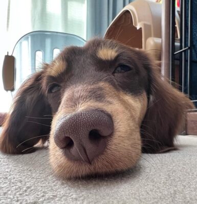 hund-nase