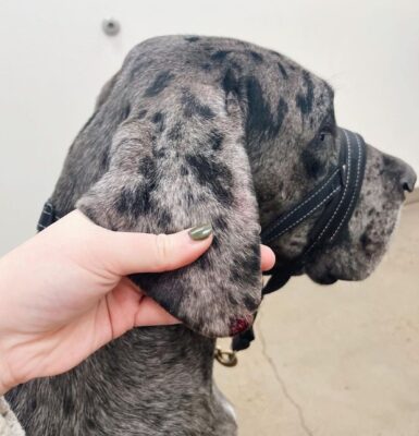 hund-ohrenkrankheit