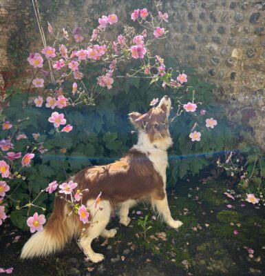 hund-riechen