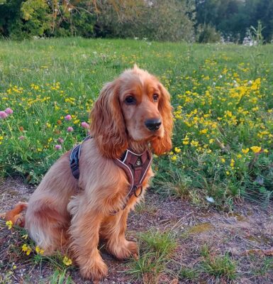hund-rüssel