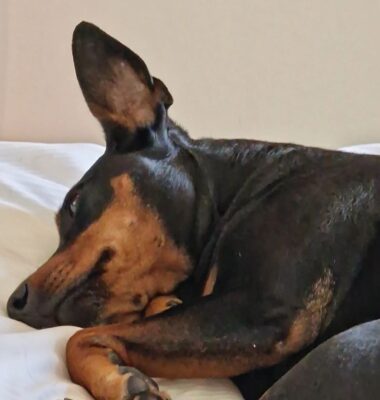 hund-schlaeft-und-zuckt