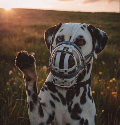 hund-schnauze