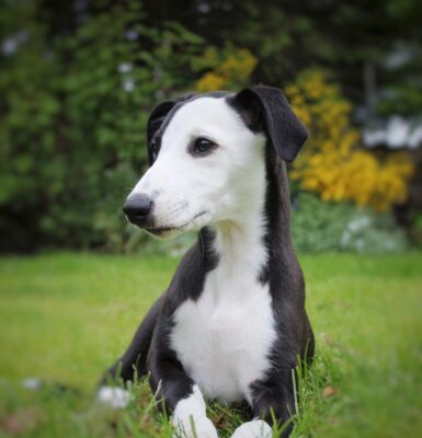 hund-schnauzenlänge