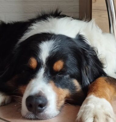 hund-zuckt-im-schlaf-grund