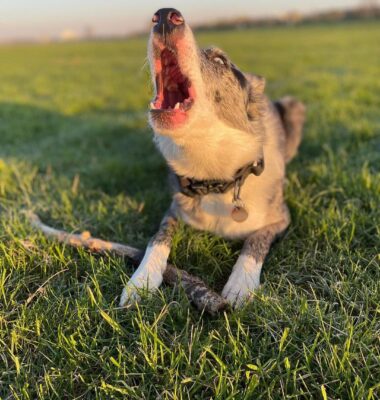 hunde-bellt-bei-geräusch
