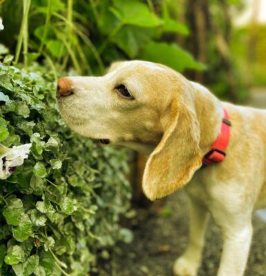 hunde-nasenarbeit