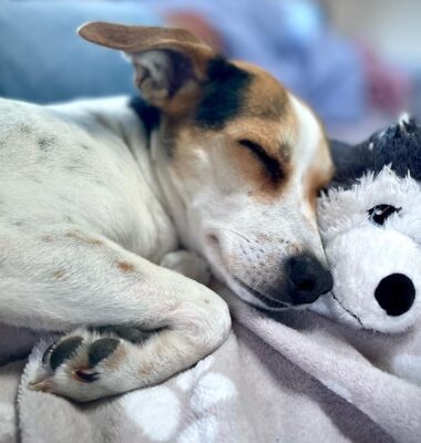 hunde-schlafen-und-zucken
