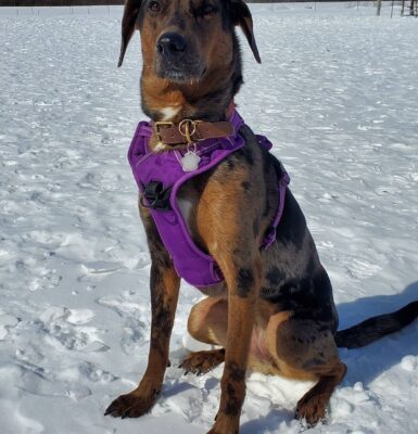 jagdhund-rasse