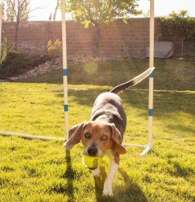 jagdhund-training