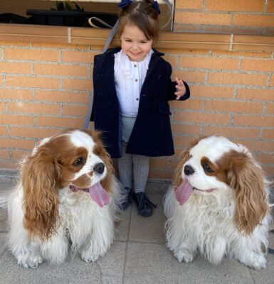 hund-anfaengerfreundlich-cavalier-king-charles-spaniel