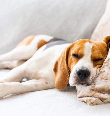 warum-zittert-mein-hund-im-schlaf