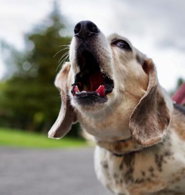 was-tun-wenn-hund-immer-bellt