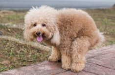 wie-lange-kann-ein-hund-einhalten