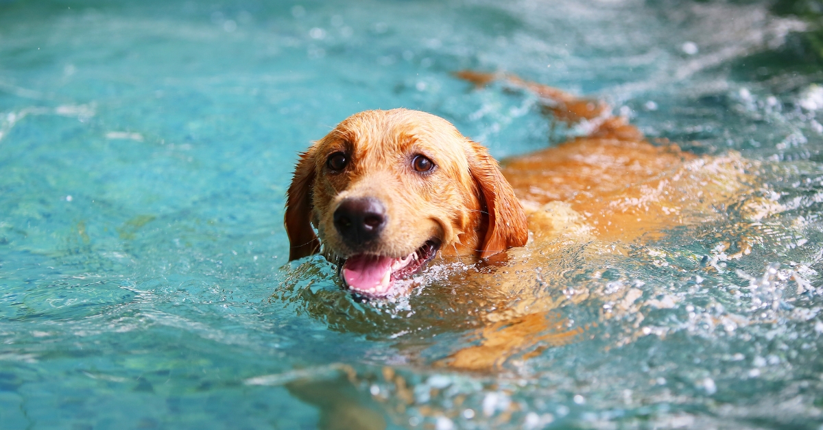 Abkuehlung_Fuer_Deinen_Hund