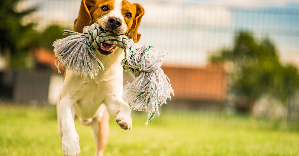 Aktivitäten für Hunde Langeweile vertreiben
