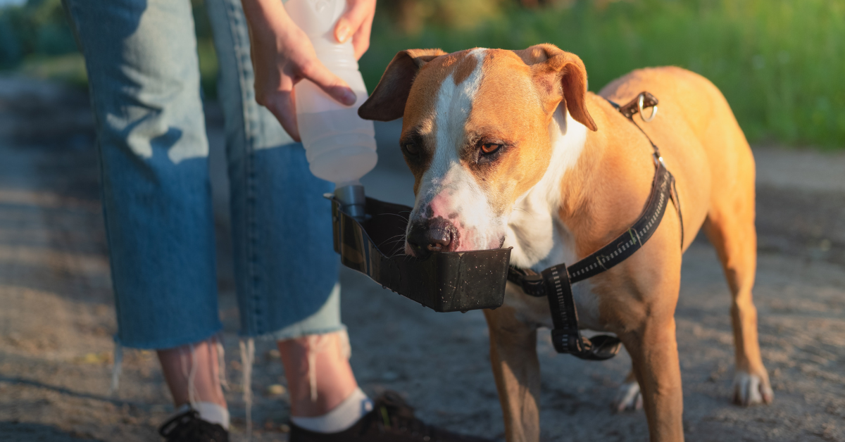 Effektive Methoden zur Fiebersenkung bei Hunden