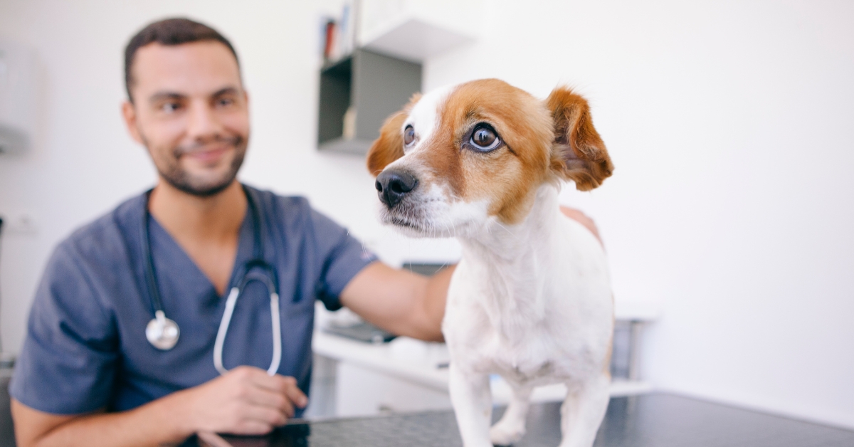 Fieberbeim-Hund