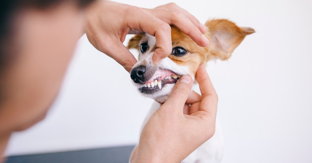 Hund-Zähne-Knirschen