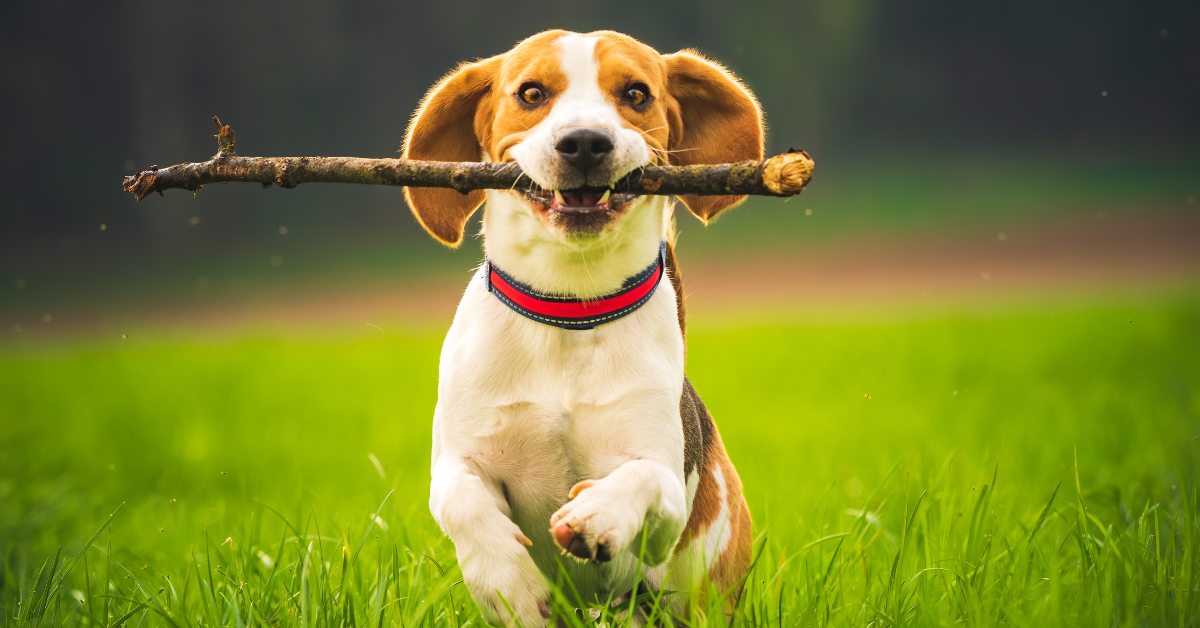 Hund glücklich machen Beschäftigungstipps