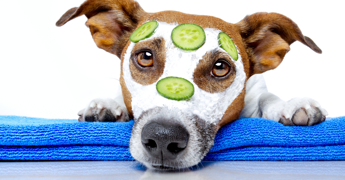 Hund macht kein Pipi