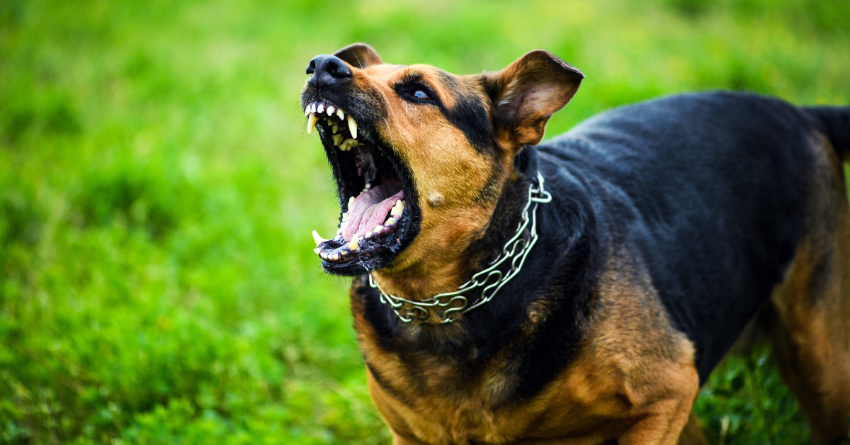 Hund mit Schaum vor dem Maul