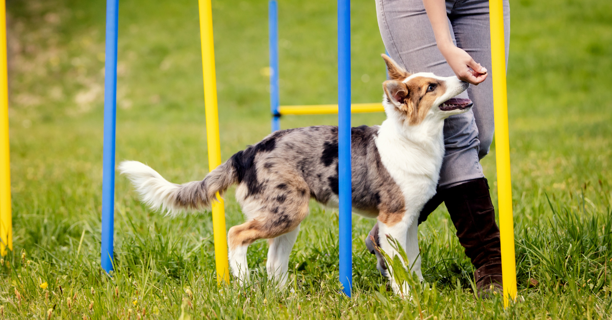 Hundebeschäftigung leicht gemacht Tipps und Tricks