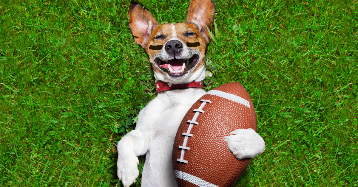 Hundeprobleme mit Urinverlust