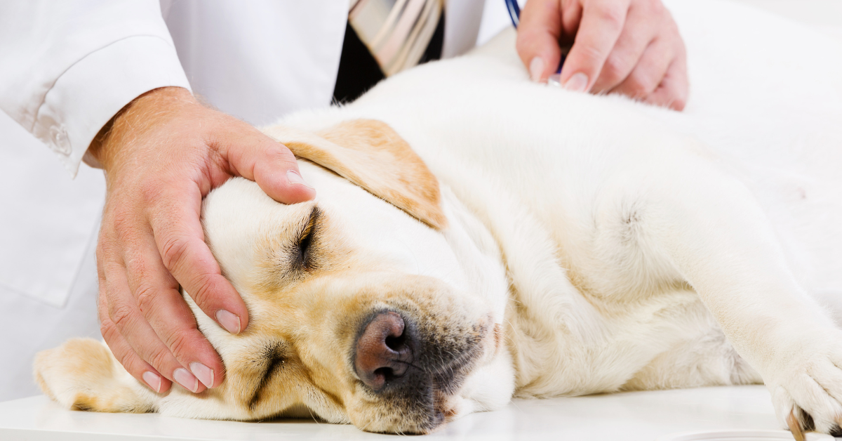 Hundespeichel und Schaumbildung