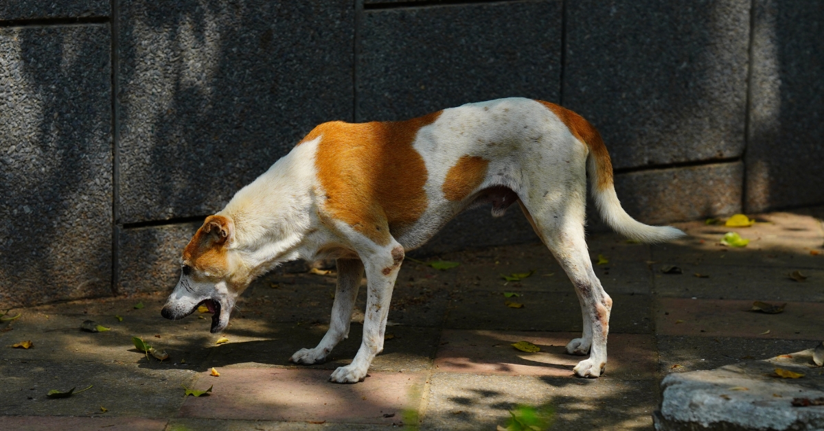 Kranker-Hund-Erbrechen