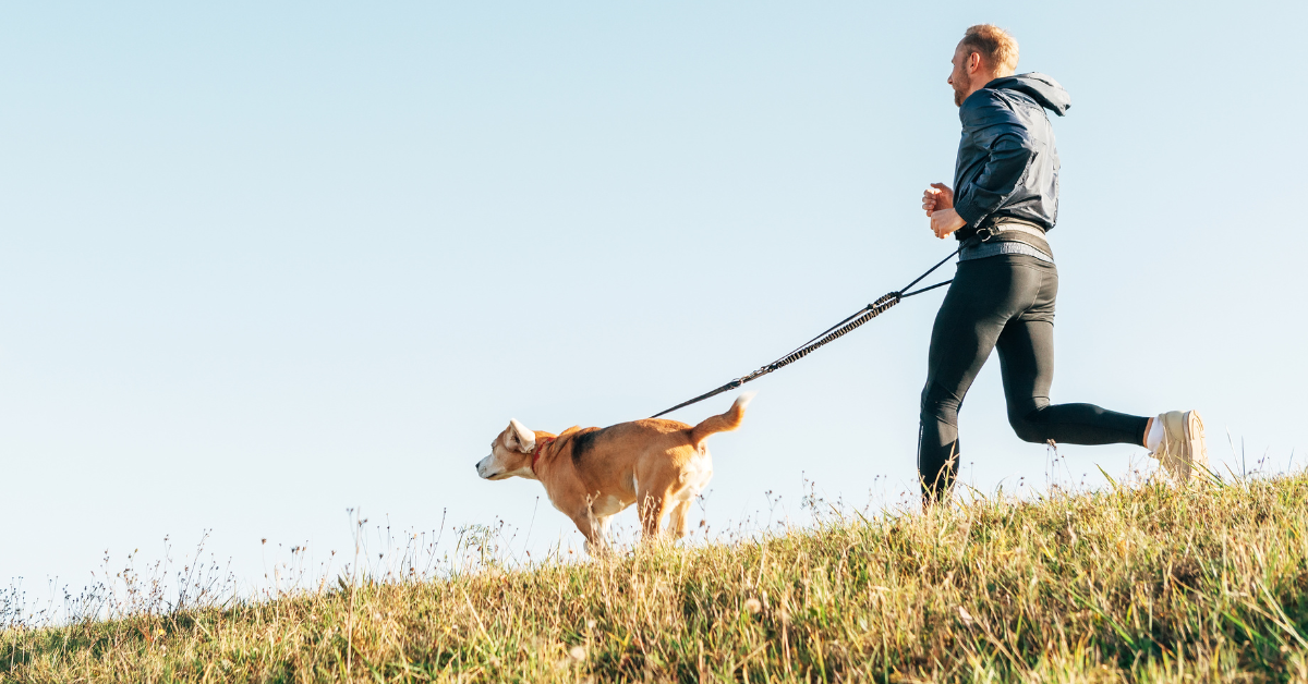 Kreative Beschäftigungsmöglichkeiten für Hunde
