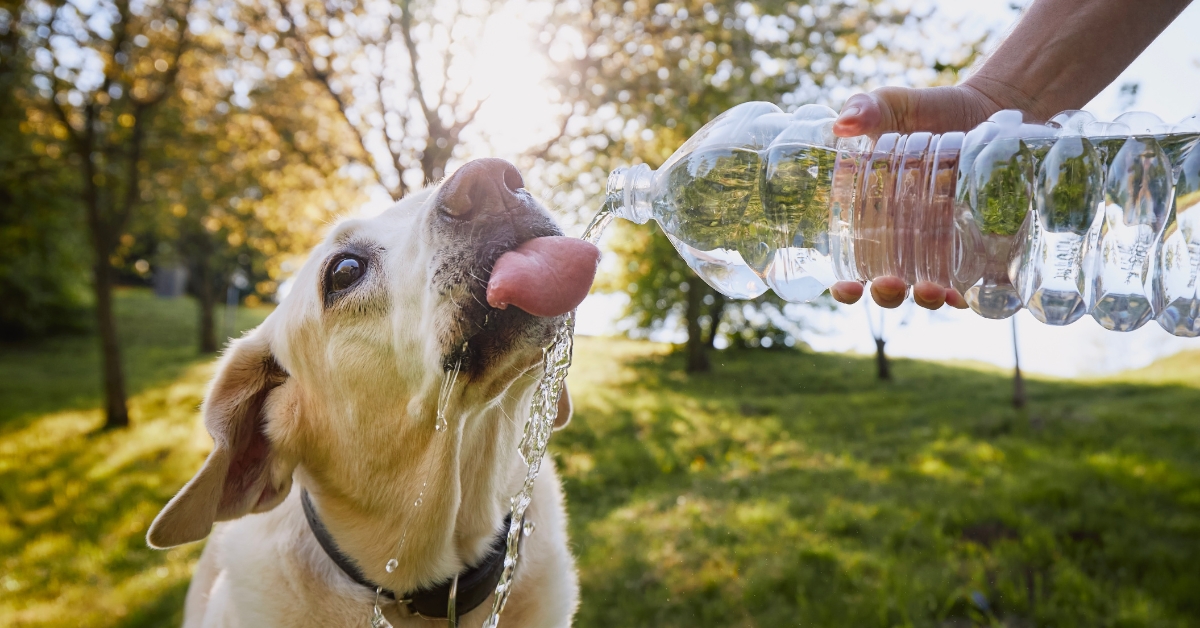 Kühle_Zeiten_Fuer_Deinen_Hund
