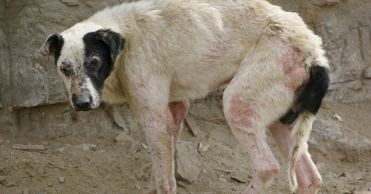 Tipps zur Senkung des Fiebers bei Ihrem Hund