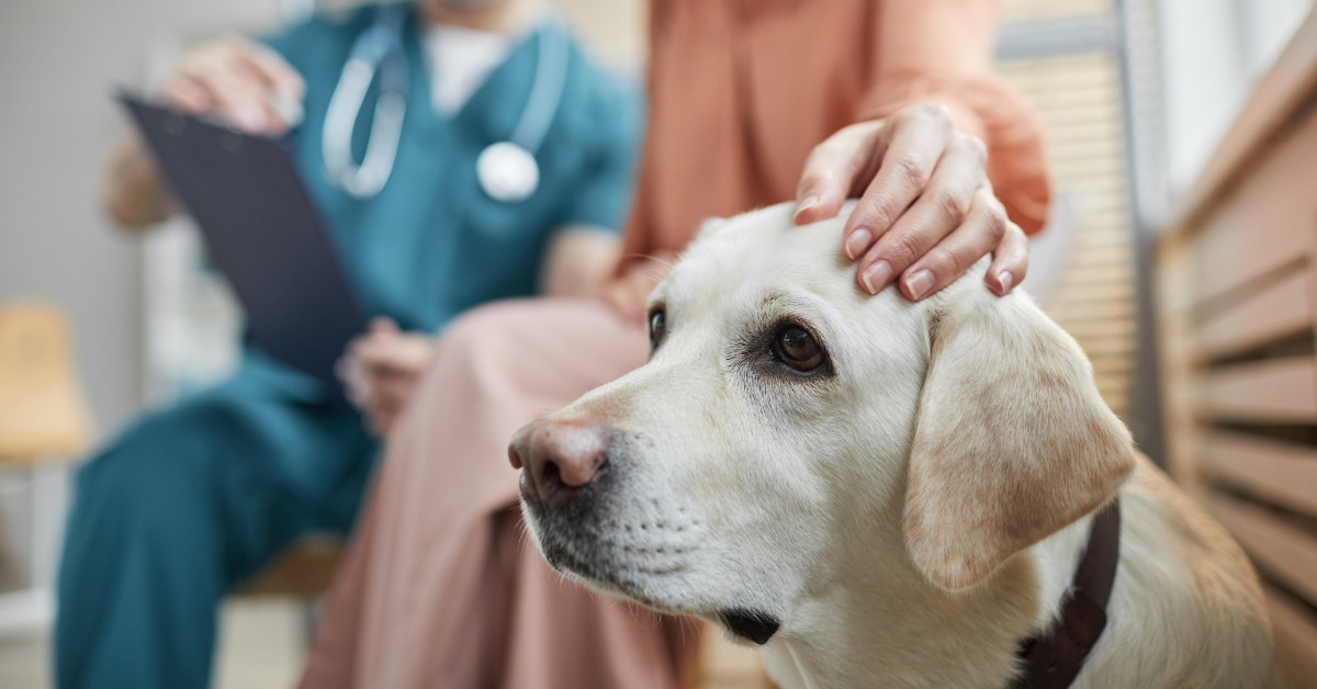 Tipps zur Zahnsteinentfernung beim Hund