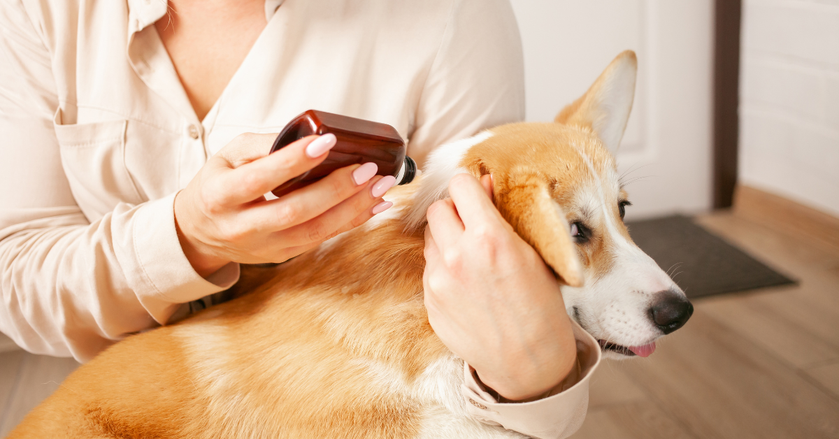 Urinprobleme bei Hunden (2)