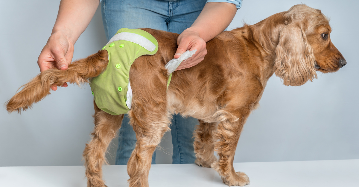 Urinprobleme bei Hunden