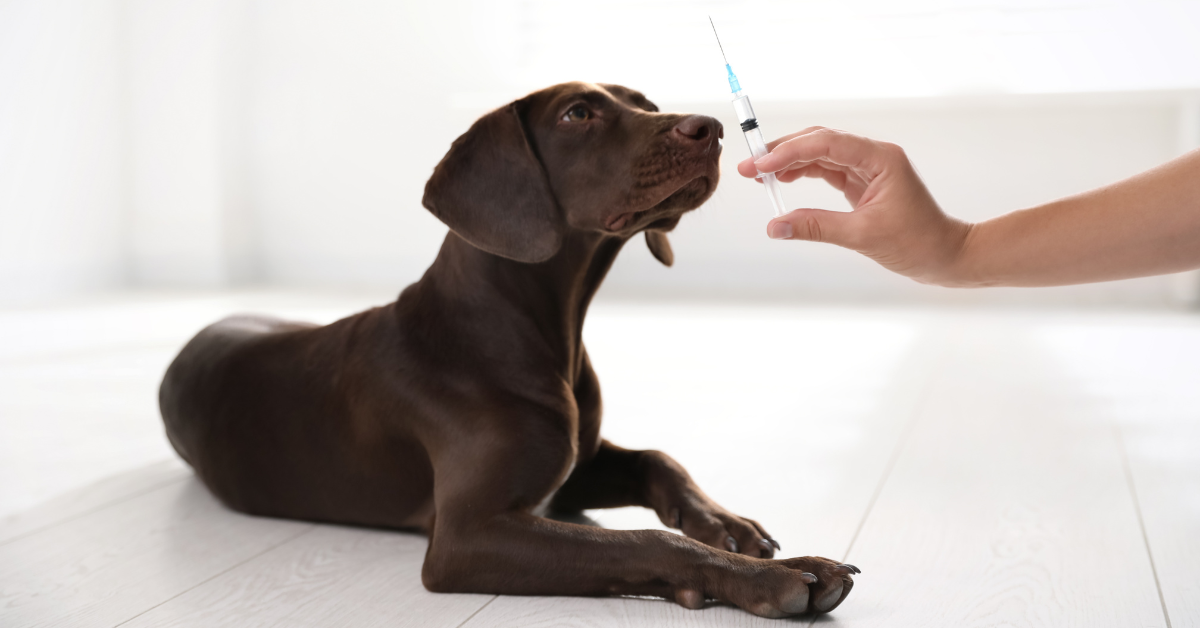 Ursachen für Hundeschaum vor dem Mund