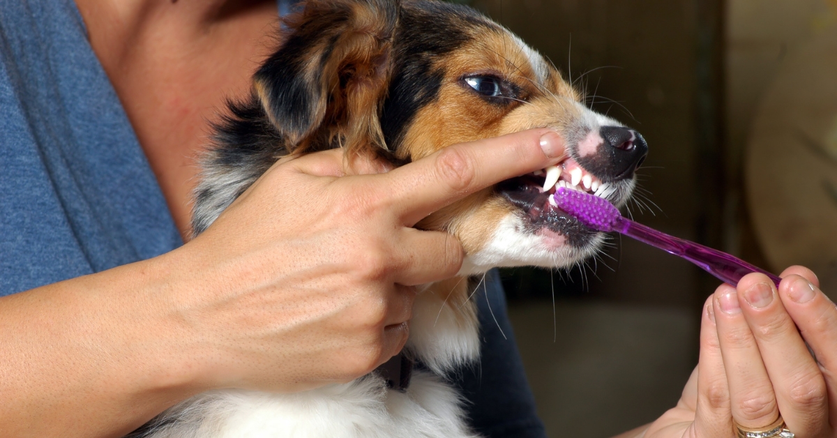 Zahnknirschen-beim-Hund