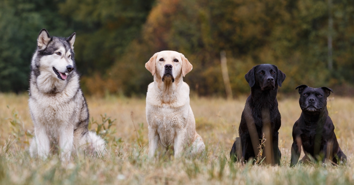 ab-wann-ist-mein-hund-ausgewachsen
