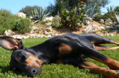 hund-abkuehlen