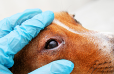 hund-auge-eitert