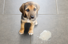 hund-erbricht-braun