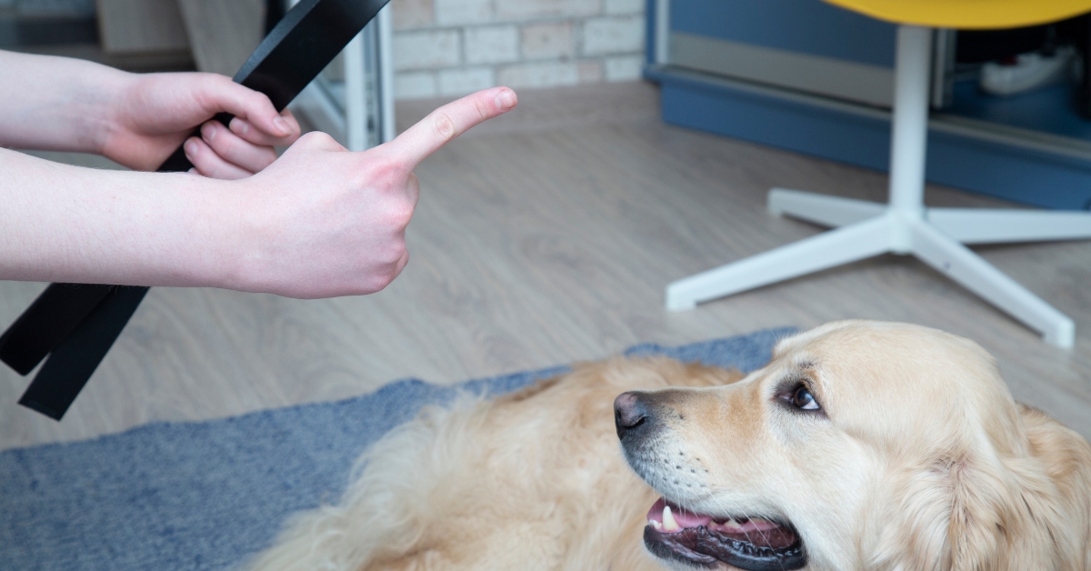 hund-erziehung-bestrafung-tipps