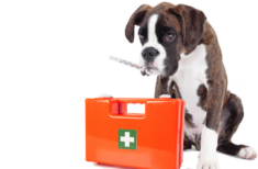 hund-fieber-messen