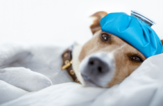 hund-fieber-senken